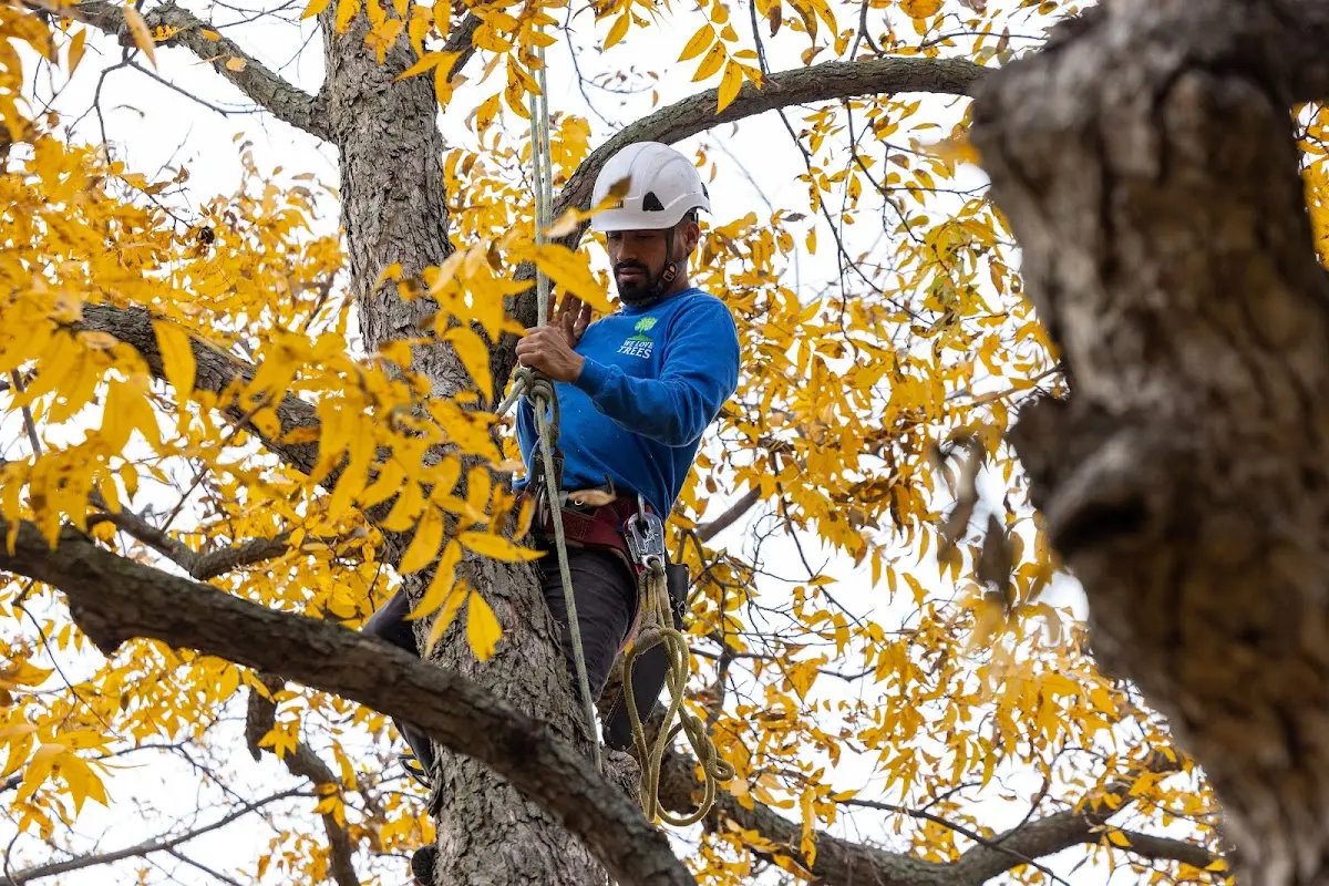 Skilled Tree Planing crew working in Firebaugh